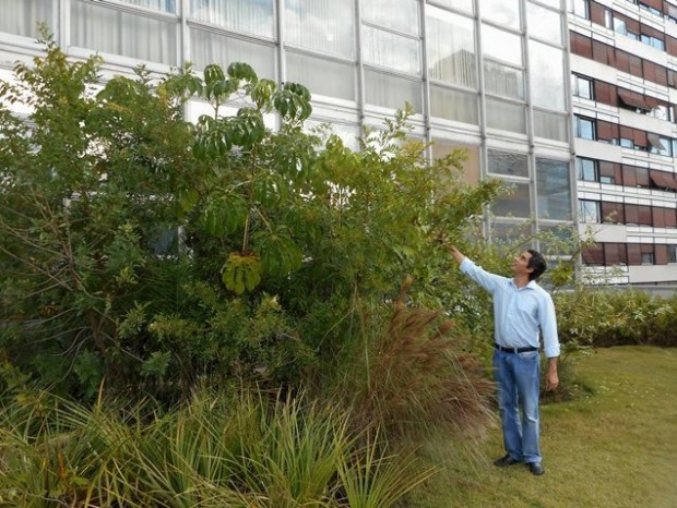 O botânico Ricardo Cardim inspeciona a pequena capoeira que plantou no topo do edifício da Gazeta